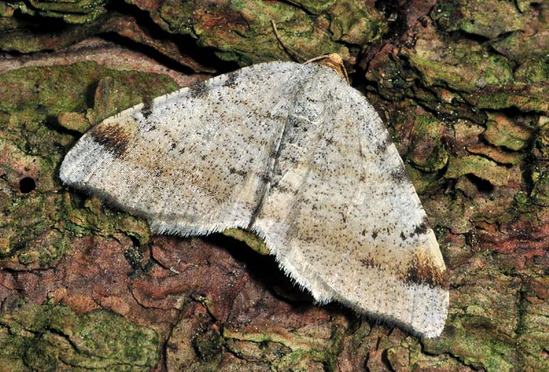 14° Quiz - Macaria liturata
